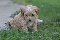 Colton , a male Maltipoo for sale in Shippenville, PA – 1 of 3