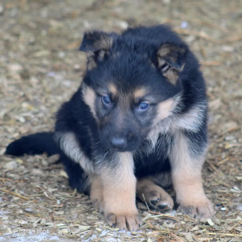 Chip , a male German Shepherd Dog for sale in Shippenville, PA – Photo 1 of 3