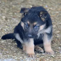 Chip , a male German Shepherd Dog for sale in Shippenville, PA – Photo 1 of 3