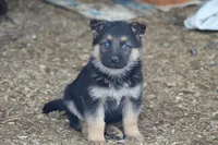 Chip , a male German Shepherd Dog for sale in Shippenville, PA – Photo 2 of 3