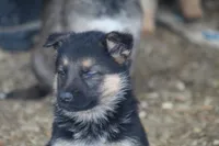 Chip , a male German Shepherd Dog for sale in Shippenville, PA – Photo 3 of 3