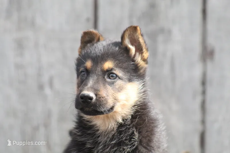 Chip  – German Shepherd Dog puppy for sale in Shippenville, PA