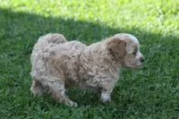 Connor , a male Maltipoo for sale in Shippenville, PA – 3 of 7