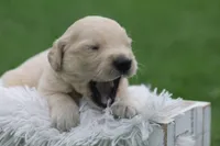Hunter , a male English Cream Golden Retriever for sale in Shippenville, PA – 3 of 7