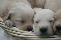 Daisy , a female English Cream Golden Retriever for sale in Shippenville, PA – 4 of 4