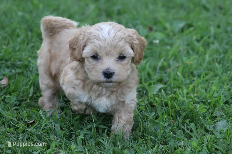 Connor  – Maltipoo puppy for sale in Shippenville, PA