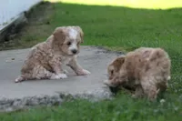 Connor , a male Maltipoo for sale in Shippenville, PA – 5 of 7
