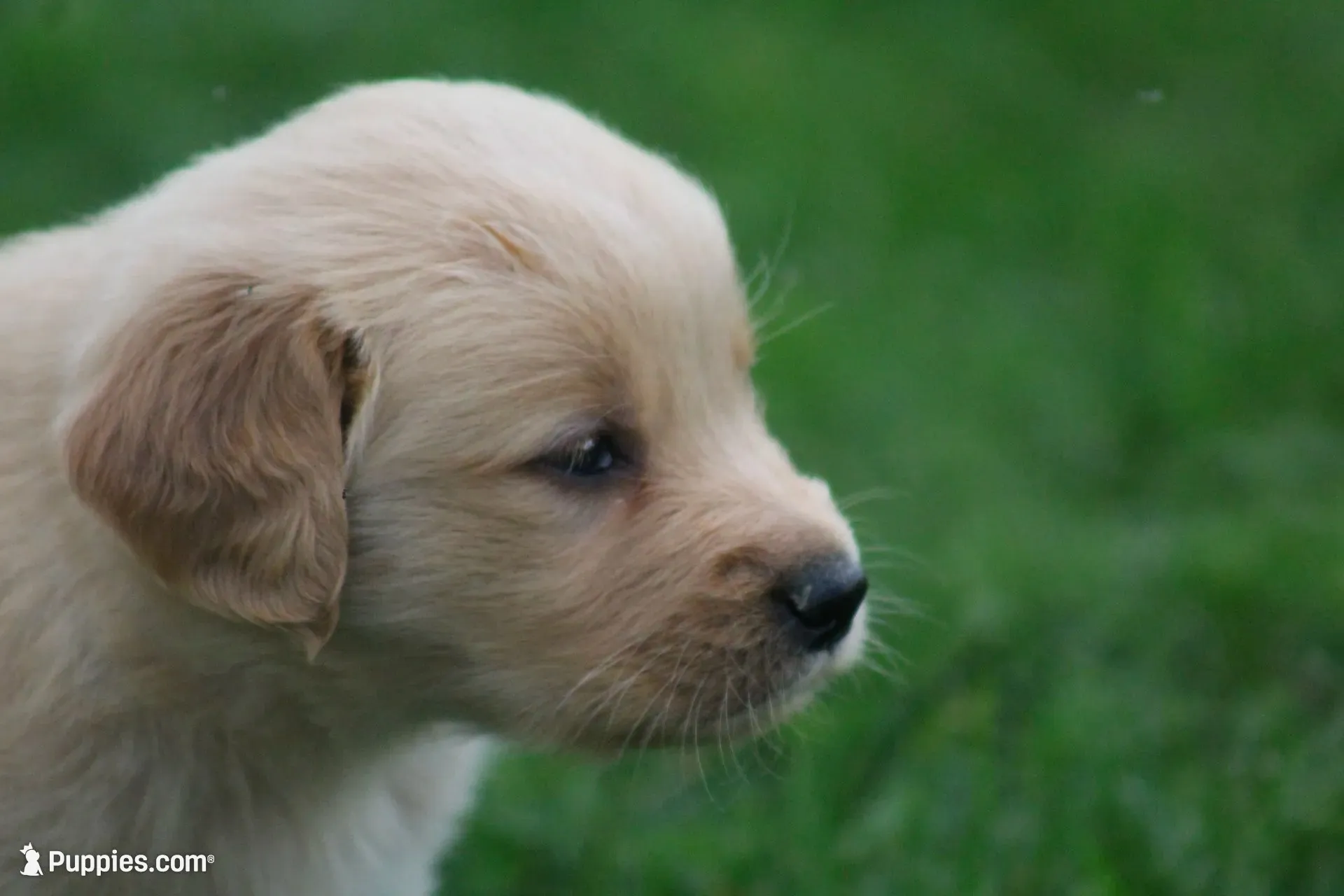 Dahlia , a female English Cream Golden Retriever for sale in Shippenville, PA – 4 of 8