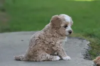Connor , a male Maltipoo for sale in Shippenville, PA – 2 of 7