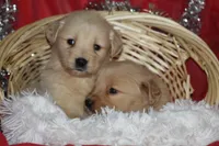 Daisy , a female English Cream Golden Retriever for sale in Shippenville, PA – 2 of 3