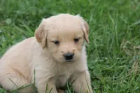 Hunter , a male English Cream Golden Retriever for sale in Shippenville, PA – 2 of 4