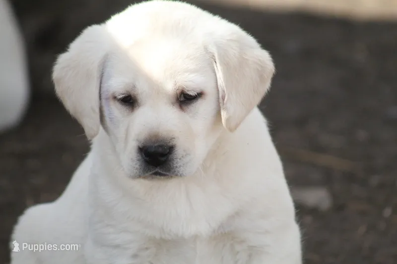 Hunter  – Labrador Retriever puppy for sale in Shippenville, PA