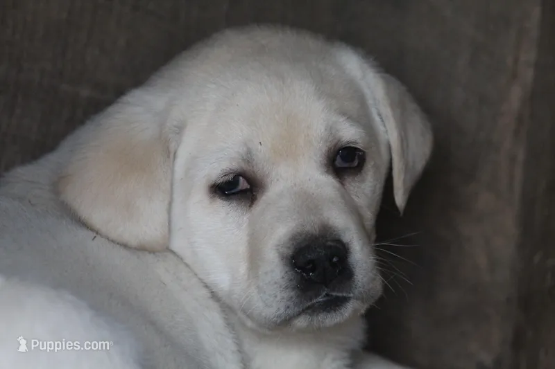 Hunter  – Labrador Retriever puppy for sale in Shippenville, PA
