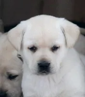 Hunter , a female Labrador Retriever for sale in Shippenville, PA – Photo 1 of 2