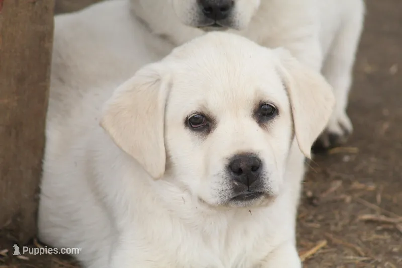 Hunter  – Labrador Retriever puppy for sale in Shippenville, PA