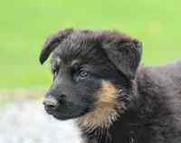 Chip , a female German Shepherd Dog for sale in Shippenville, PA – 2 of 2