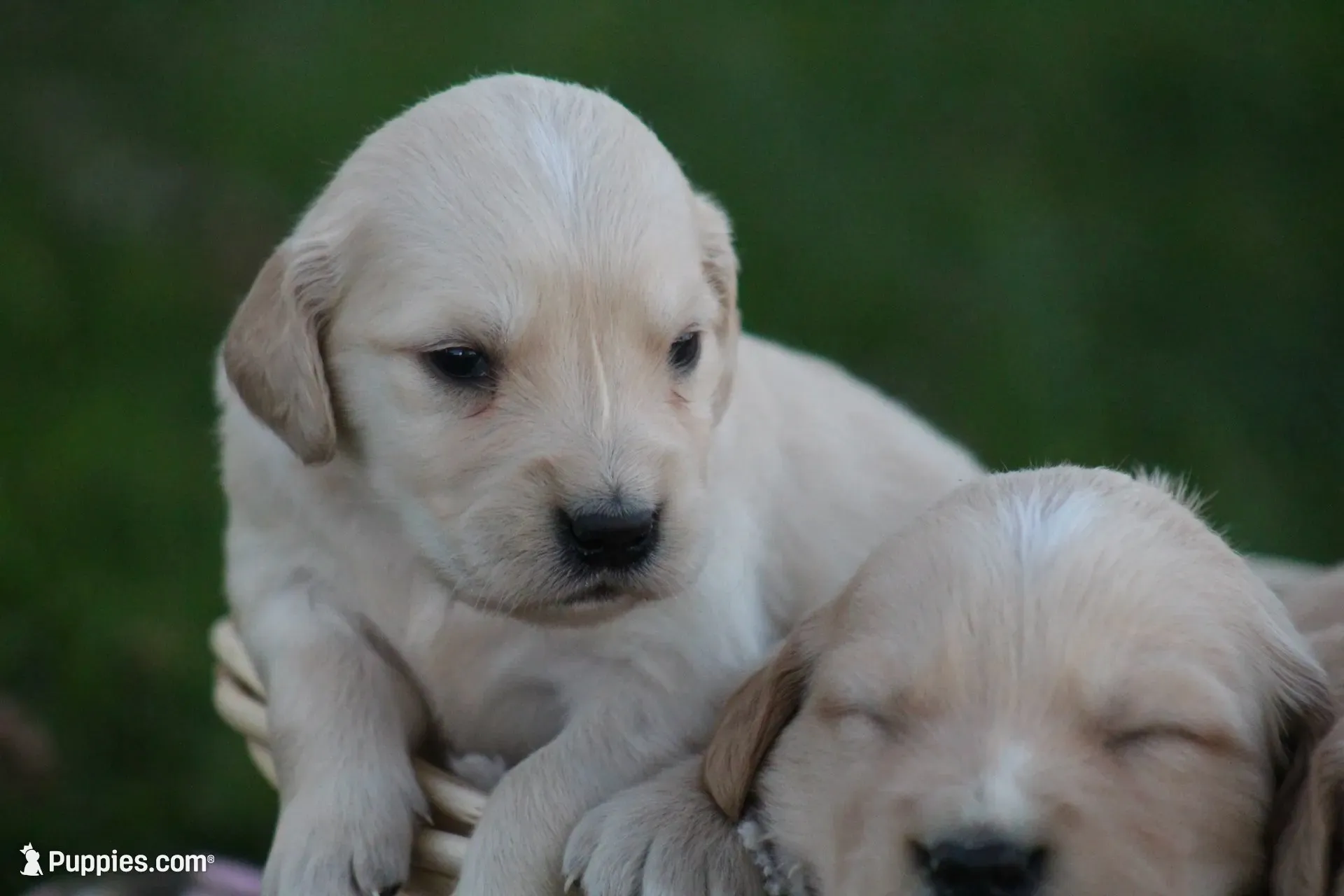 Shyanne , a female English Cream Golden Retriever for sale in Shippenville, PA – 6 of 6