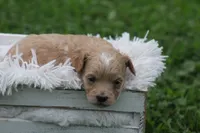 Connor , a male Maltipoo for sale in Shippenville, PA – 3 of 3