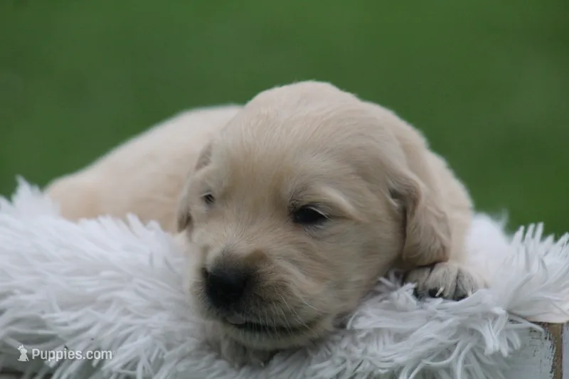 Hunter  – English Cream Golden Retriever puppy for sale in Shippenville, PA