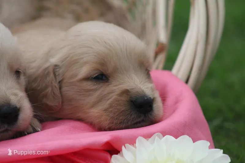 Dahlia  – English Cream Golden Retriever puppy for sale in Shippenville, PA
