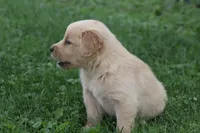 Hunter , a male English Cream Golden Retriever for sale in Shippenville, PA – 4 of 4
