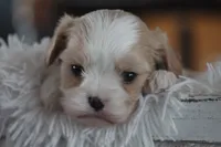 Teddy, a male Cavalier King Charles Spaniel and Maltese for sale in Shippenville, PA – Photo 3 of 10