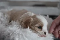 Teddy, a male Cavalier King Charles Spaniel and Maltese for sale in Shippenville, PA – Photo 8 of 10