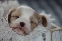 Teddy, a male Cavalier King Charles Spaniel and Maltese for sale in Shippenville, PA – Photo 4 of 10