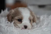 Teddy, a male Cavalier King Charles Spaniel and Maltese for sale in Shippenville, PA – Photo 9 of 10