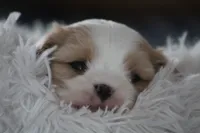 Teddy, a male Cavalier King Charles Spaniel and Maltese for sale in Shippenville, PA – Photo 7 of 10