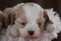 Teddy, a male Cavalier King Charles Spaniel and Maltese for sale in Shippenville, PA – Photo 6 of 10