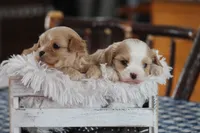 Teddy, a male Cavalier King Charles Spaniel and Maltese for sale in Shippenville, PA – Photo 10 of 10