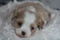 Teddy, a male Cavalier King Charles Spaniel and Maltese for sale in Shippenville, PA – Photo 2 of 10