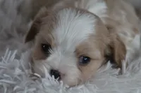 Teddy, a male Cavalier King Charles Spaniel and Maltese for sale in Shippenville, PA – Photo 5 of 10