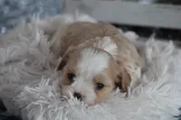 Teddy, a male Cavalier King Charles Spaniel and Maltese for sale in Shippenville, PA – Photo 1 of 10