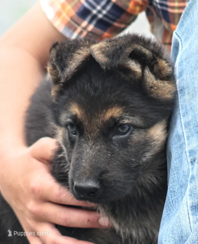 Sheba  – German Shepherd Dog puppy for sale in Shippenville, PA