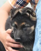 Sheba , a female German Shepherd Dog for sale in Shippenville, PA – 1 of 2