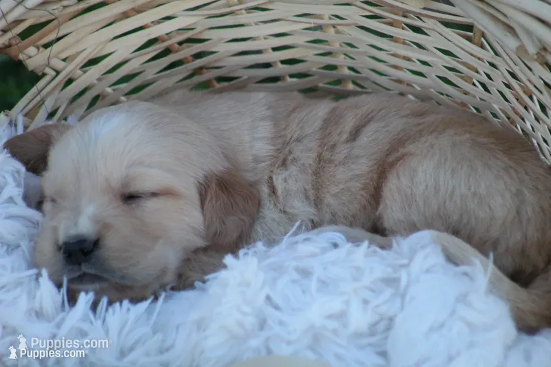 Larry , a male English Cream Golden Retriever for sale in Shippenville, PA – 1 of 6
