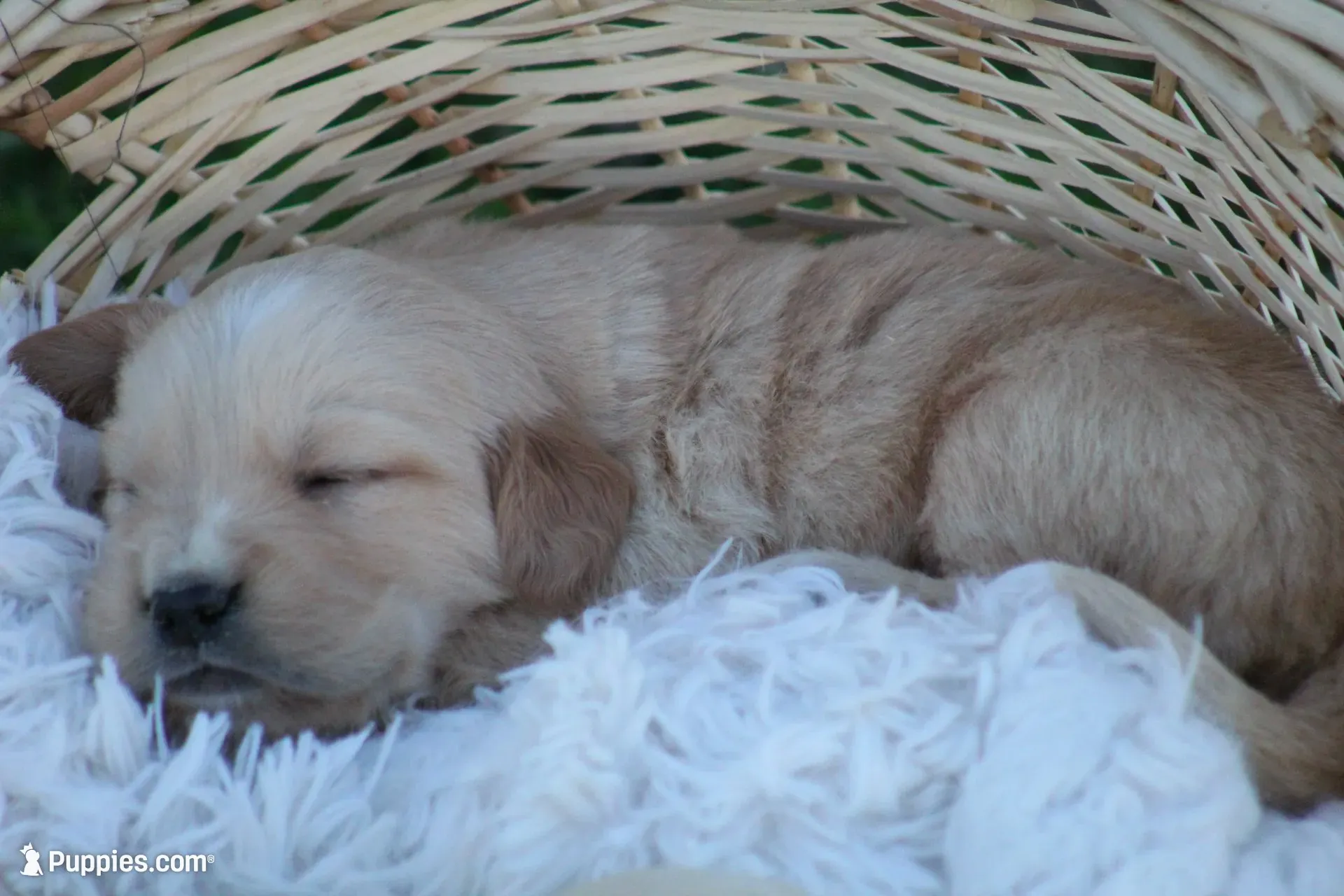 Larry , a male English Cream Golden Retriever for sale in Shippenville, PA – 1 of 6