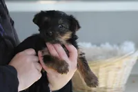 Levi , a male Yorkshire Terrier for sale in Shippenville, PA – Photo 9 of 10