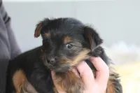 Levi , a male Yorkshire Terrier for sale in Shippenville, PA – Photo 8 of 10