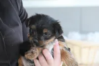 Levi , a male Yorkshire Terrier for sale in Shippenville, PA – Photo 7 of 10