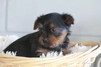 Levi , a male Yorkshire Terrier for sale in Shippenville, PA – Photo 3 of 10