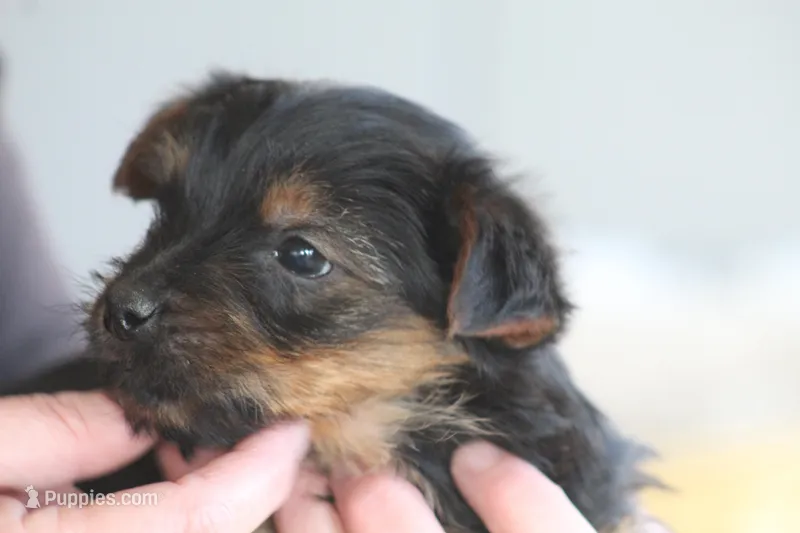 Levi  – Yorkshire Terrier puppy for sale in Shippenville, PA