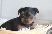 Levi , a male Yorkshire Terrier for sale in Shippenville, PA – Photo 5 of 10