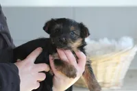 Levi , a male Yorkshire Terrier for sale in Shippenville, PA – Photo 6 of 10