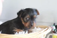 Levi , a male Yorkshire Terrier for sale in Shippenville, PA – Photo 2 of 10