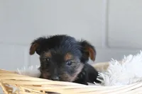 Levi , a male Yorkshire Terrier for sale in Shippenville, PA – Photo 4 of 10