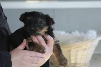 Levi , a male Yorkshire Terrier for sale in Shippenville, PA – Photo 10 of 10