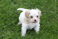 Teddy , a male Cavalier King Charles Spaniel and Maltese for sale in Shippenville, PA – 2 of 7